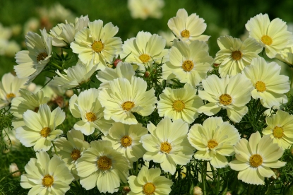 Picture of Cosmos - Xanthos